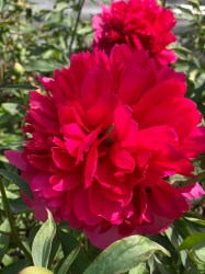 Peonia rosa5